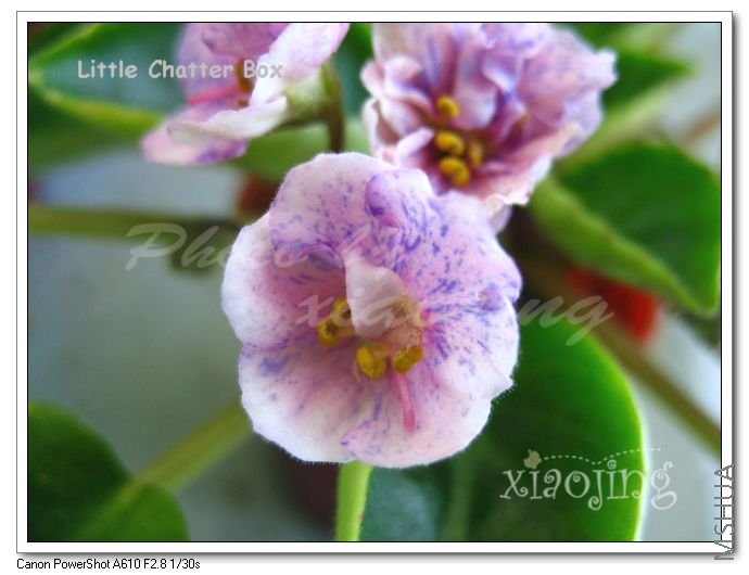 Little Chatter Box-5.jpg