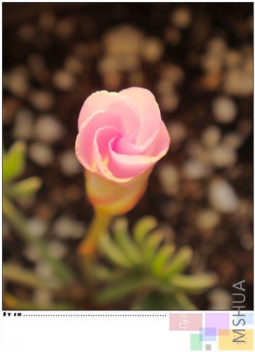 20081021parma pink2.jpg