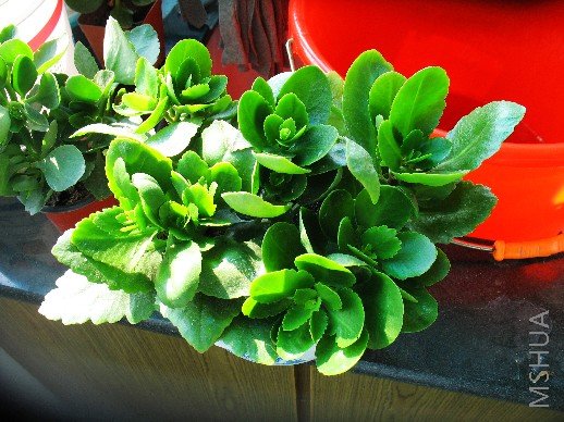 BigBull_nEO_IMG_��Ƭ 017.jpg