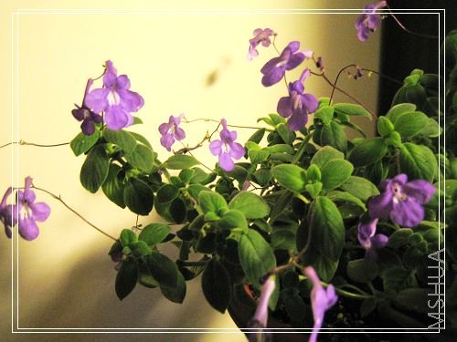��Ƭ 003.jpg