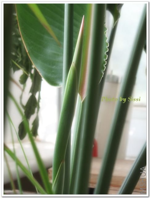 �����ɰ���С��ͷ�Ѿ���ģ������~