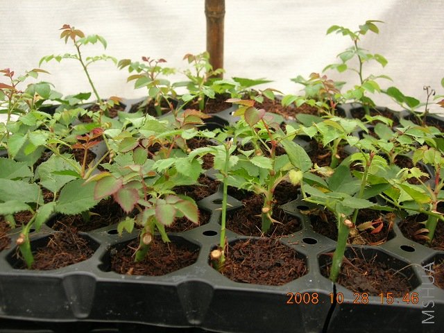 DSCN0419.jpg