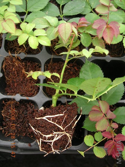 DSCN0422.jpg