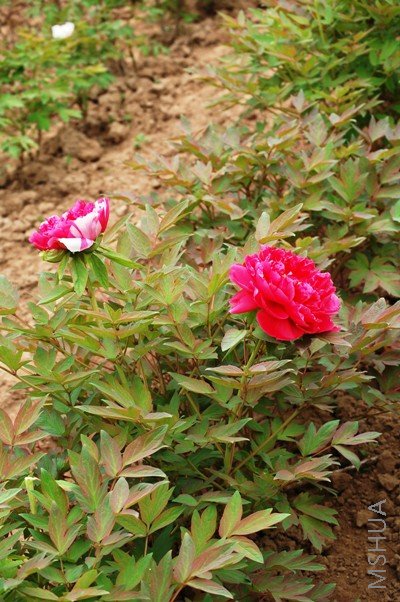 ����2����С��