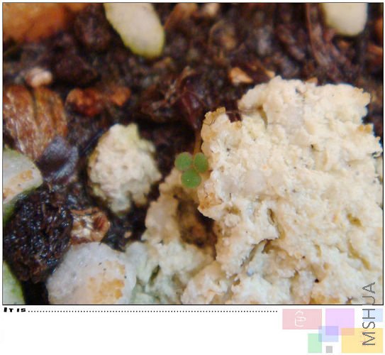 ���������ŷ�ѿ�ˣ�����֮һ