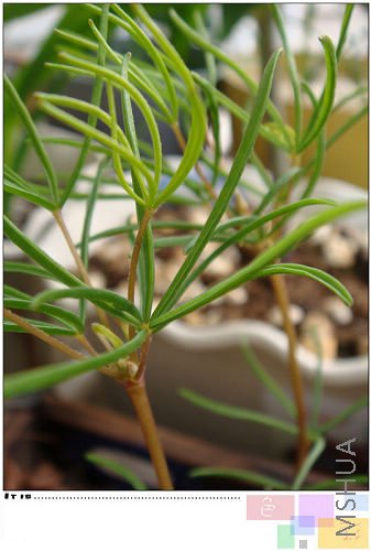 �л�������