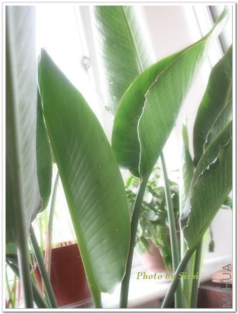 �Դ�ס���¾Ӻ�Ҷ�ӳ��˲��٣��������Ƕ��¼һ���ͦ�����~