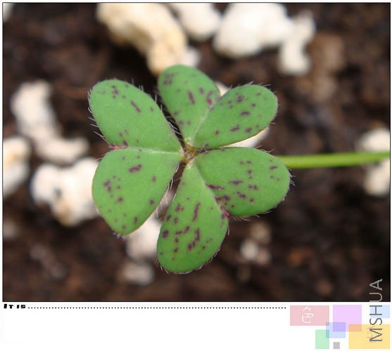 ��������һ��Ҳ���ˣ�������û�г�Ҷ��