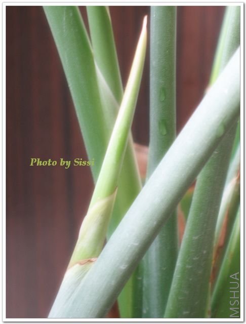 �������ڻ��ǳ�СѼ������һ��Ҫ�����������ɺ�~