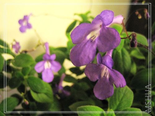 ��Ƭ 006.jpg