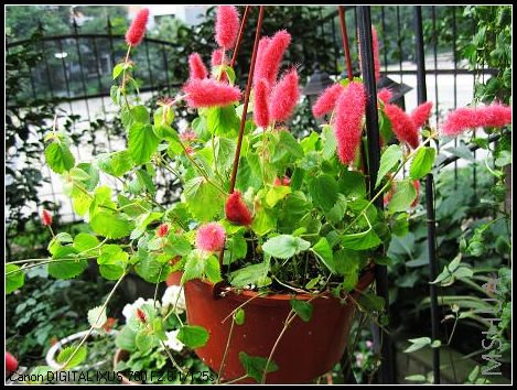 ��ʱ�����������֣����������ˡ�