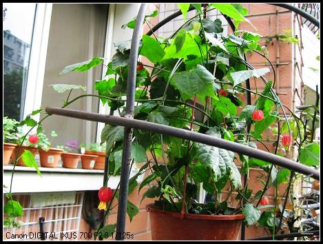 �����������С��������ܺ��棬��ϧû��ס����