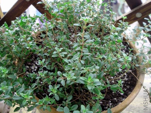 ��Ҷ������