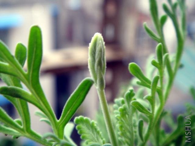 �Լ�Ǥ�����޹