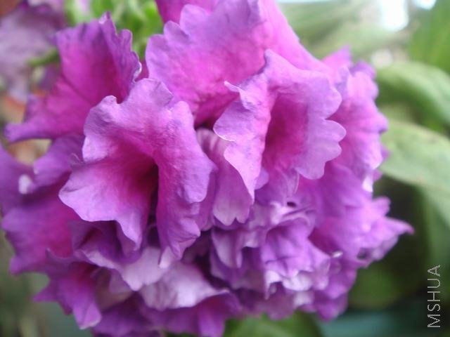 ��������ţ