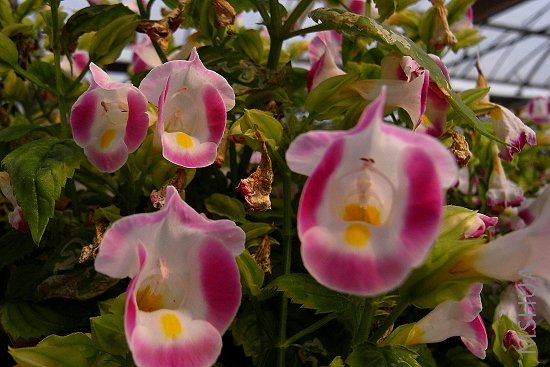 R1099222.jpg