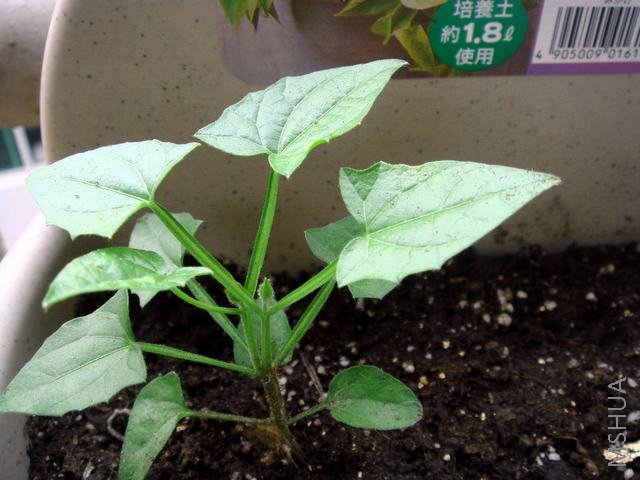 ������ɺ