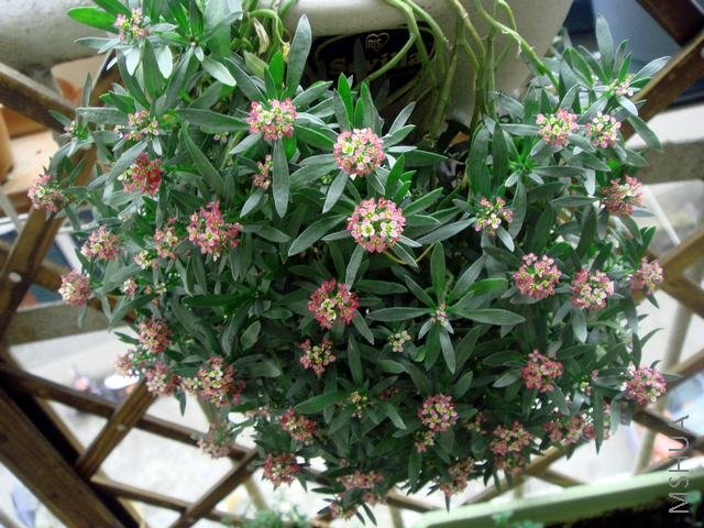 ��ѩ����