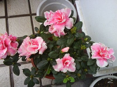 ������������С�ž�