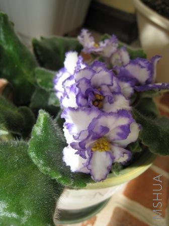 IMG_0273.jpg