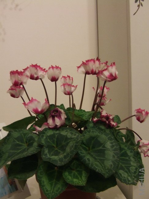 DSCF9809.jpg