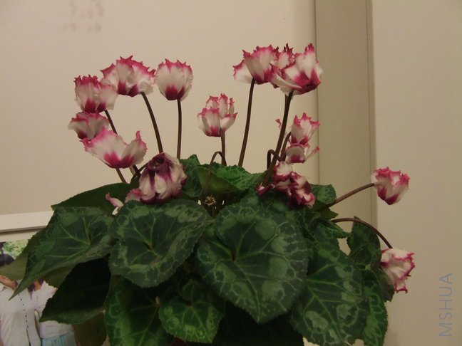 DSCF9810.jpg