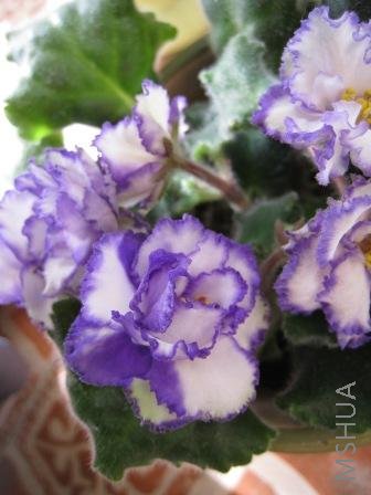 IMG_0275.jpg