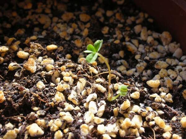 Oxalis obtusa orange