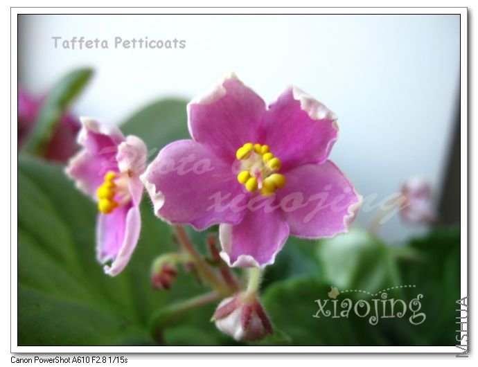 Taffeta Petticoats.jpg