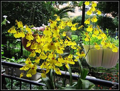 �����������ø����ˣ��⻨�Ļ��ںܳ���