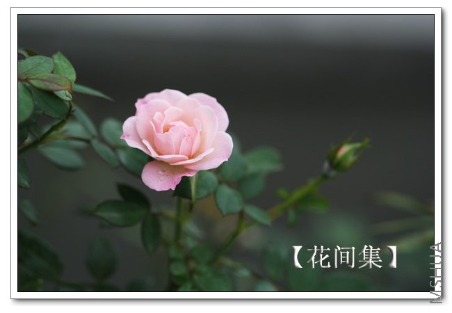 IMG_5354 ����.jpg