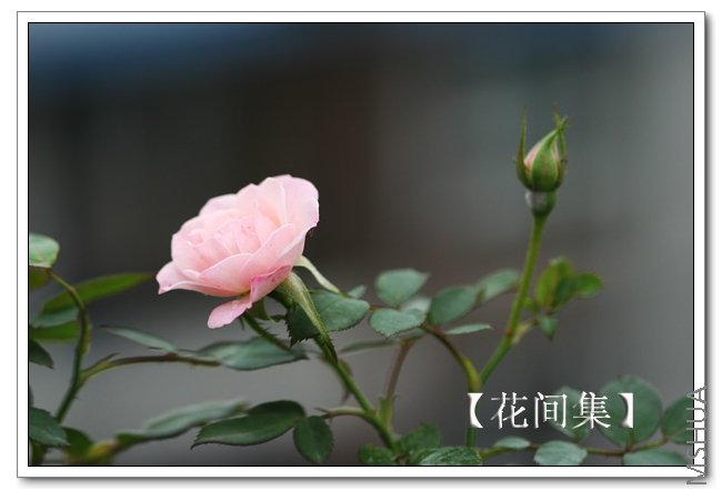 IMG_5352 ����.jpg