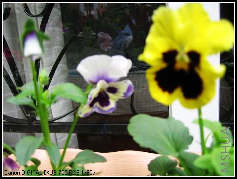 ��һ��Ƭ��ɫ����ɫ��������������