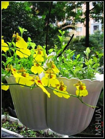 �����������С���ӳ��������д�