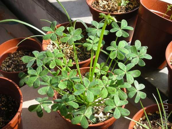 ������ɫ��