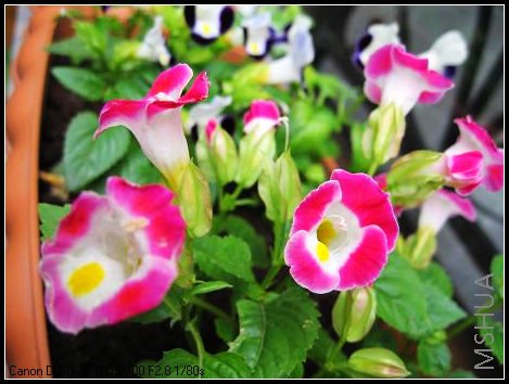 ���Ե�����С�翪����