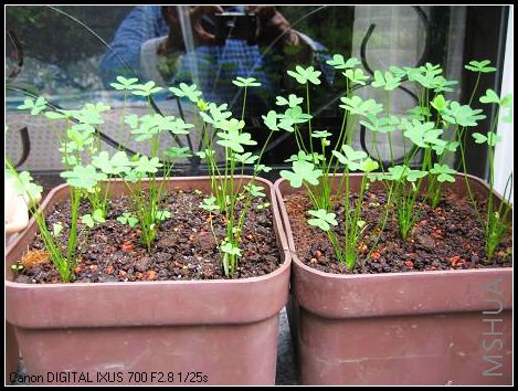 �����ӳ�������