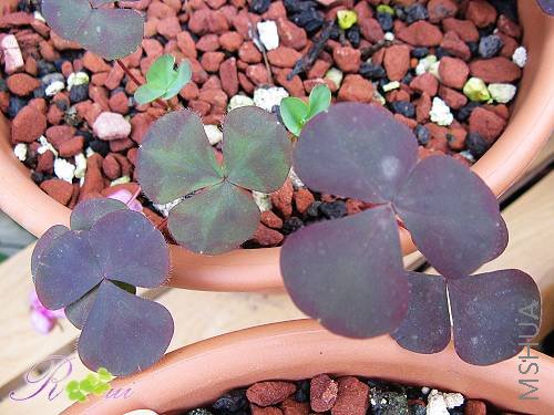 O'purpurea garnet 4.jpg