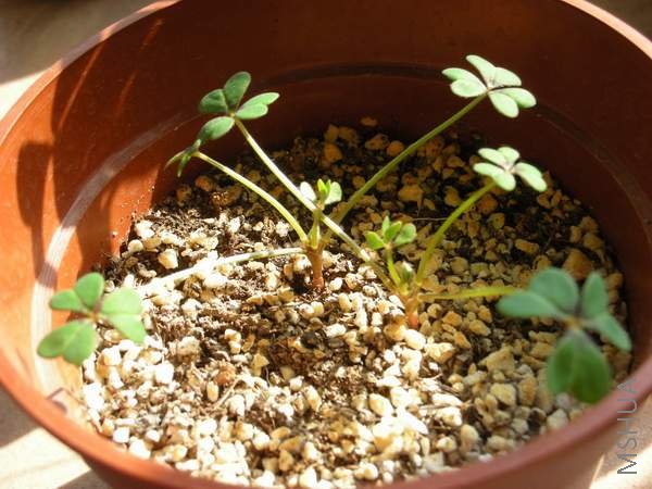 Oxalis compressa var. 'Flore Pleno'