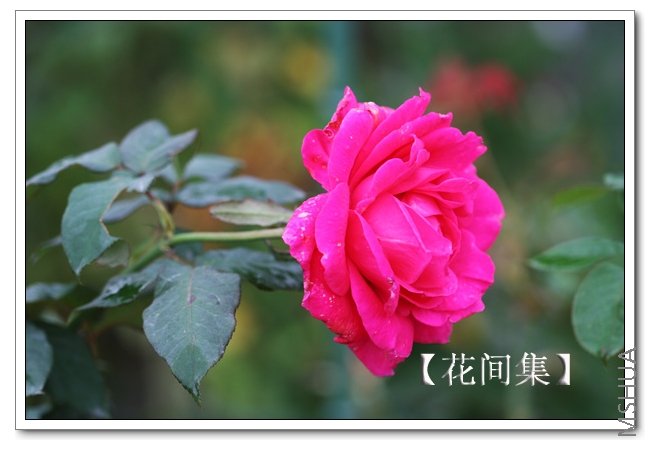 IMG_5350 ����.jpg