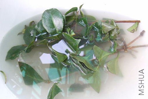 ������������ˮ