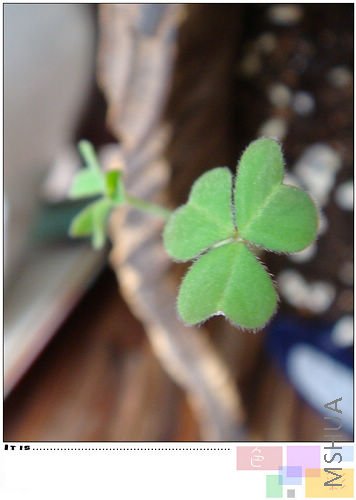 20081101oxalis comosa cv. 'spring.jpg