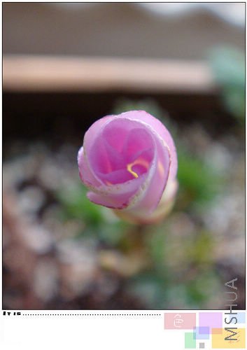 20081101parma pink.jpg