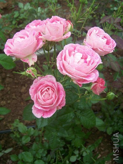 100_4339.jpg