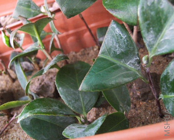 ����ɳ���������