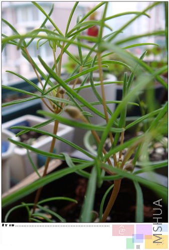 20081101oxalis pollyphylla var pentaphlly.jpg