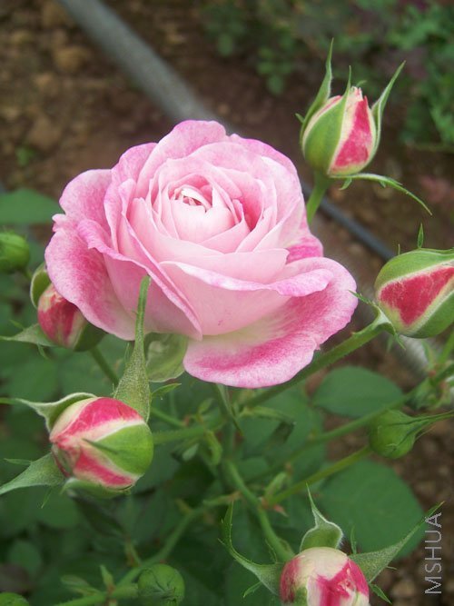 100_4303.JPG