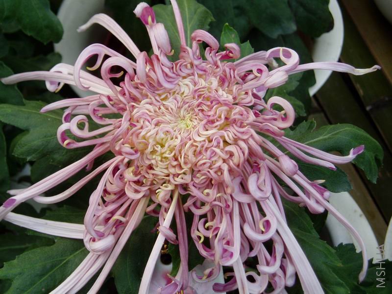 ������С P1010056.JPG