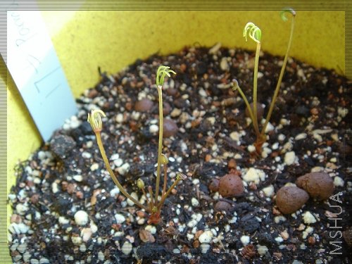 Oxalis Parma pink 1.jpg