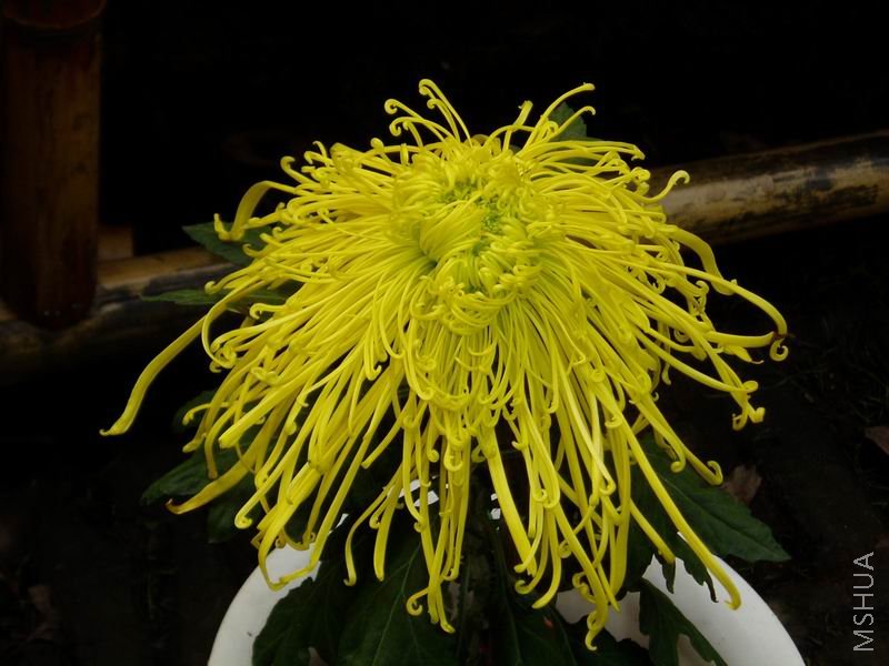 ������С P1010045.JPG